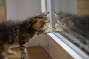 how mirrors are made